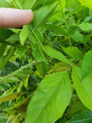 Pruning and deadheading