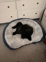 To strongly dislike small dogs
