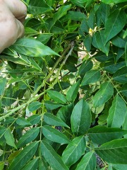 Pruning and deadheading