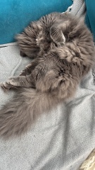 How big will my kitten get?