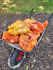 What have you done in the garden today? Part 9