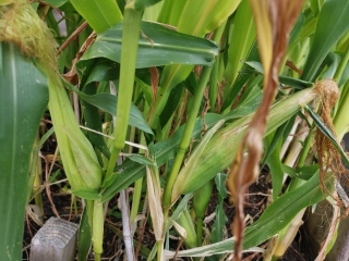 Sweetcorn plants tall but no ears yet, any chance of cobs?