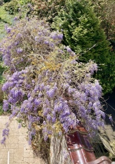Pruning and deadheading