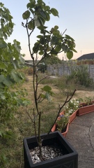 How to revive rose?