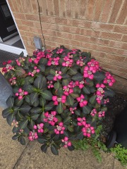 Hydrangea cuttings