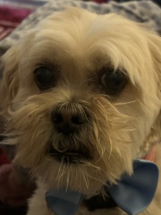 To strongly dislike small dogs