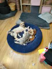 To strongly dislike small dogs