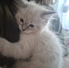 Help me name my kitten please.