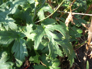 What is eating my delphiniums and how can I stop it?