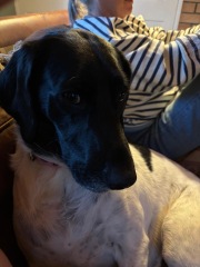 To strongly dislike small dogs