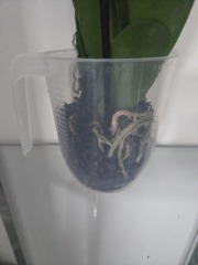 To ask what the hell I do with this flower?