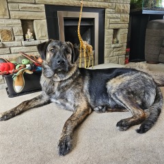Anyone know does this breed have a name golden retriever x Australian kelpie 