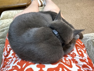 Birthday present for your cat