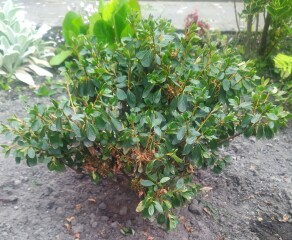 Should I move struggling azaleas now or wait until autumn?