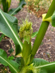 What have you done in the garden today? Part 9