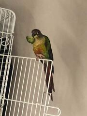 Does anyone have a parrot?