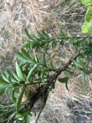 What is this growing on my hedge?