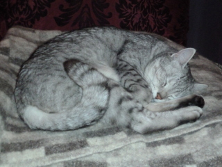 Siamese or not?!