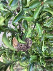What is this growing on my hedge?