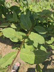 Any idea what this plant is?