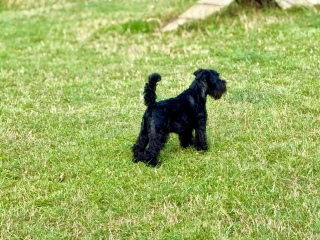 To strongly dislike small dogs