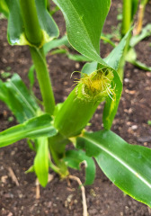 What have you done in the garden today? Part 9