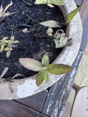 Salvia caradonna cuttings - what next?