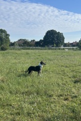 Vulnerable Dog Breeds UK - do you have one?