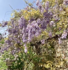 Pruning and deadheading