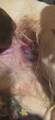 Dogs burst abscess 😲