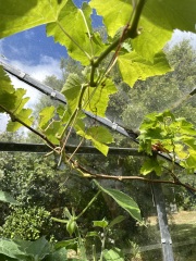 Are you good at growing grapes? Advice needed
