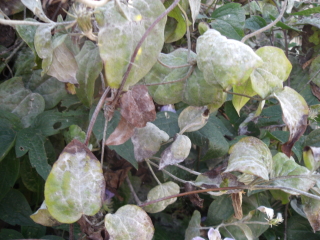 Is this mould on my clematis ?