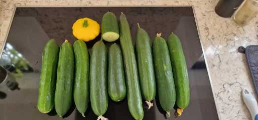 What are your favourite recipes for using up cucumbers and courgettes?
