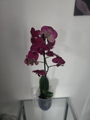 To ask what the hell I do with this flower?