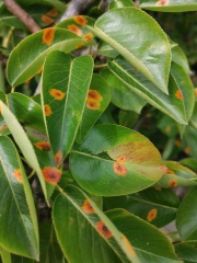 Red spots appearing on pear tree leaves, any idea what they are?