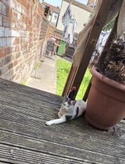 Get A Compass! The Excellent Cats embrace a new rallying cry
