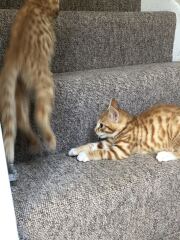 Help to name new kitten (tax incoming)