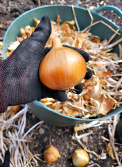 What have you done in the garden today? Part 9