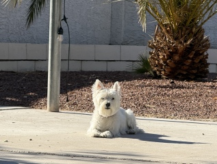 To strongly dislike small dogs