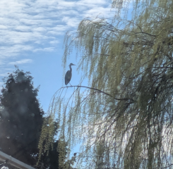 The Bluestocking Women's Pub:  Where the Bluebird Sings to the Lemonade Springs