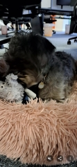 Missing dog toy - help
