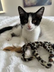 Need a kitten name please.