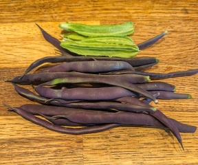2026 Allotmenteers - have we lost the plot?!