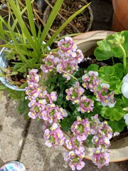 Bedding plants for a windy garden