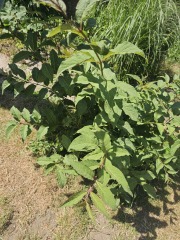 Any idea what this plant is?