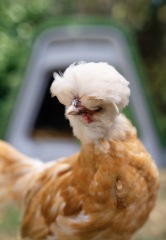 Polish chickens gender