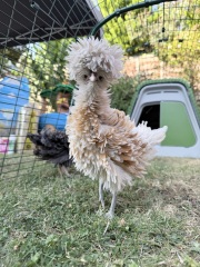 Polish chickens gender