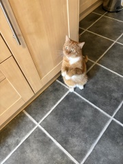 Cat dental recovery