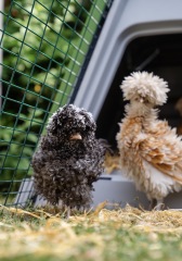 Polish chickens gender