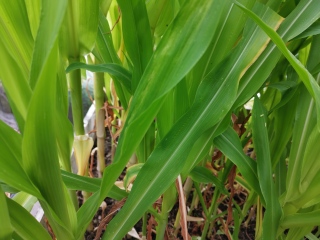 Sweetcorn plants tall but no ears yet, any chance of cobs?